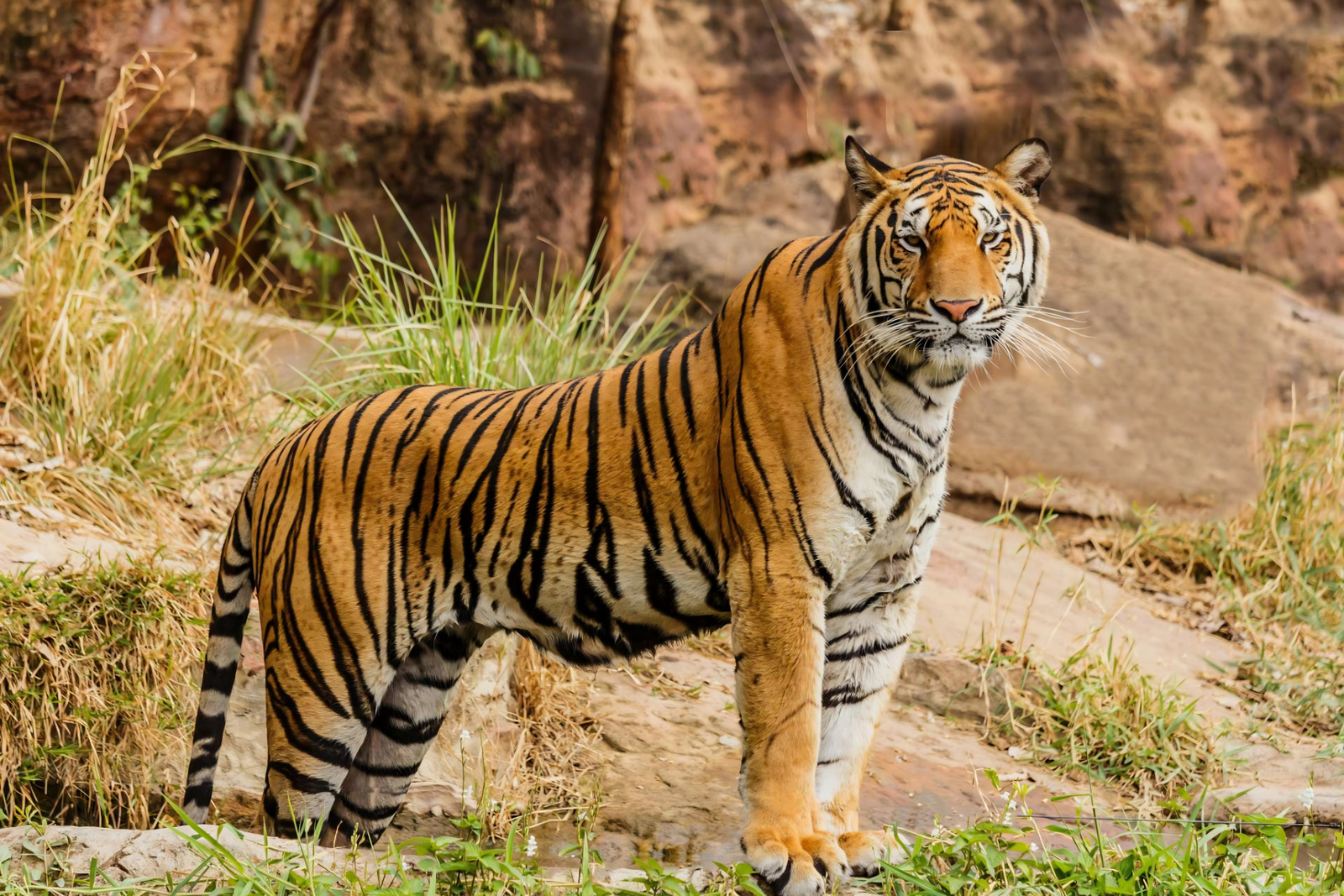 Golden Triangle 6-Day Tour with Ranthambore Safari