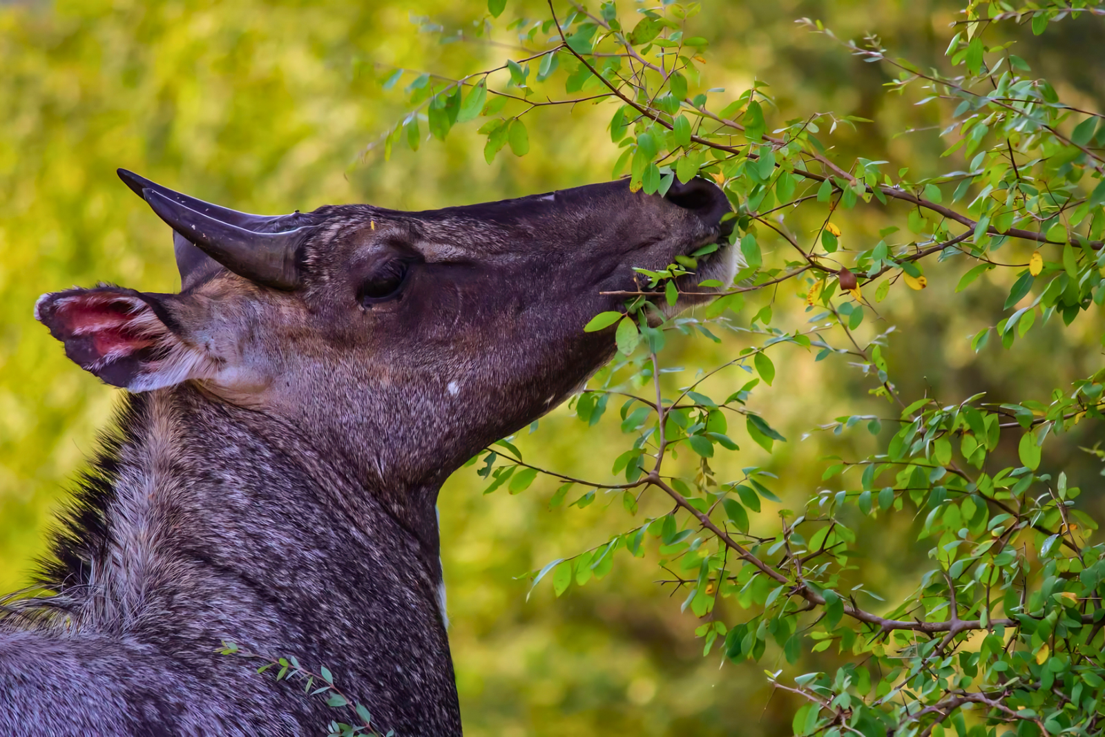 Golden Triangle 6-Day Tour with Ranthambore Safari