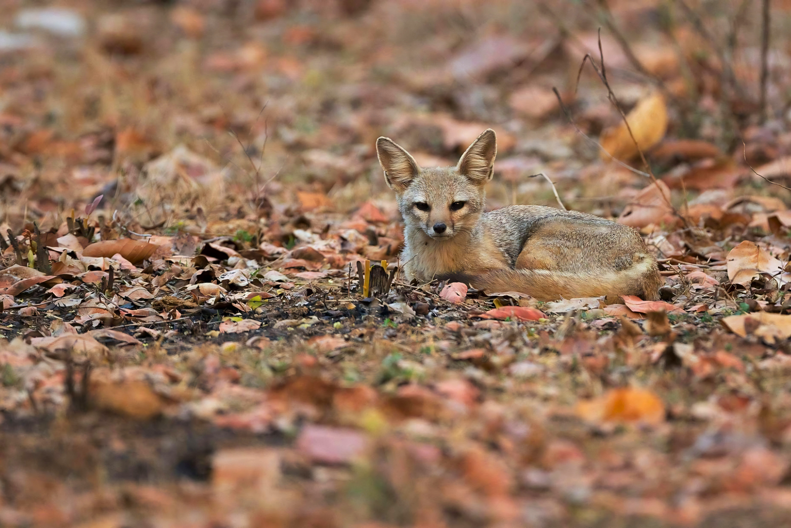 Jaipur to Ranthambore National Park Day Tour with Tiger Safari
