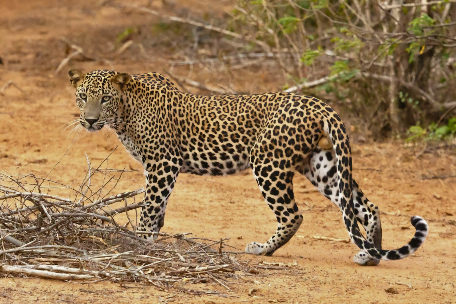 Golden Triangle 6-Day Tour with Ranthambore Safari