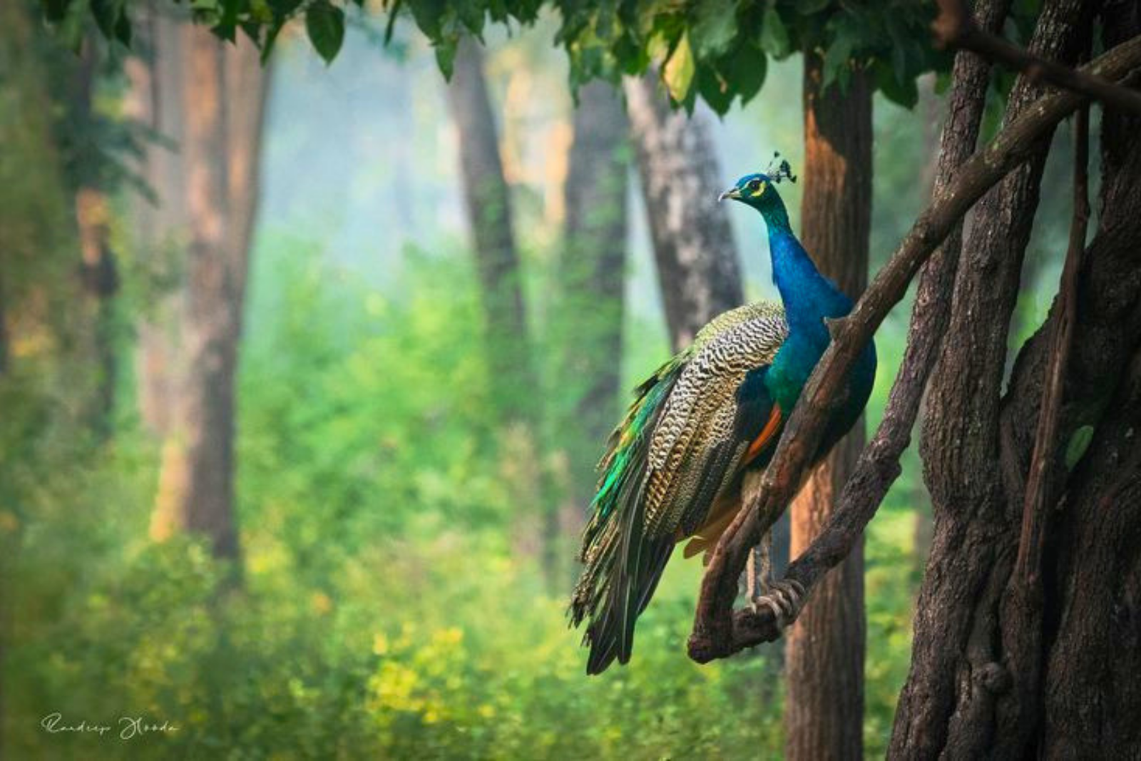 Golden Triangle 6-Day Tour with Ranthambore Safari