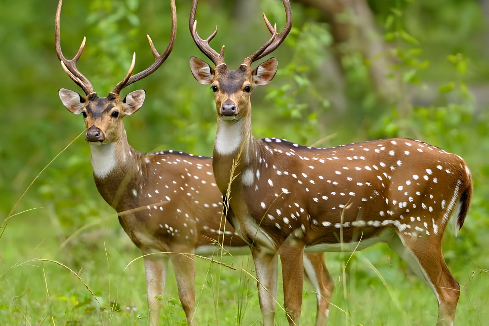Golden Triangle 6-Day Tour with Ranthambore Safari