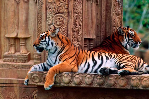 Jaipur to Ranthambore National Park Day Trip with Safari