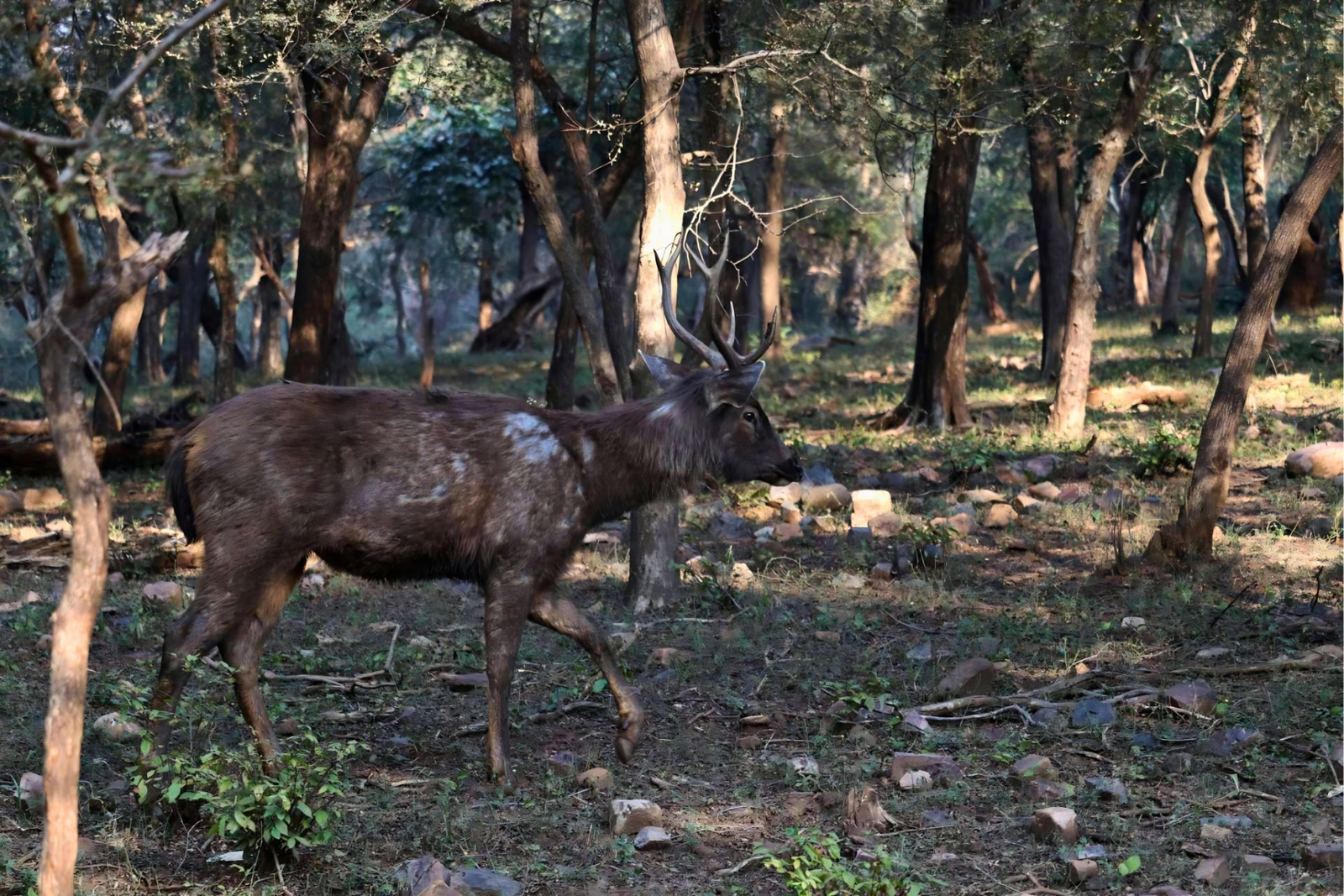 Jaipur to Ranthambore National Park Day Tour with Tiger Safari
