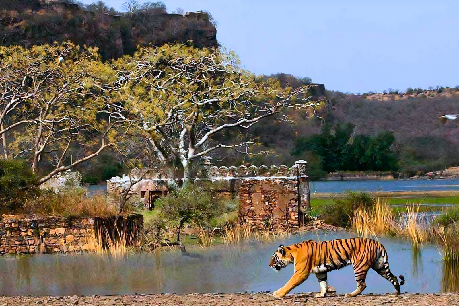 Golden Triangle 6-Day Tour with Ranthambore Safari