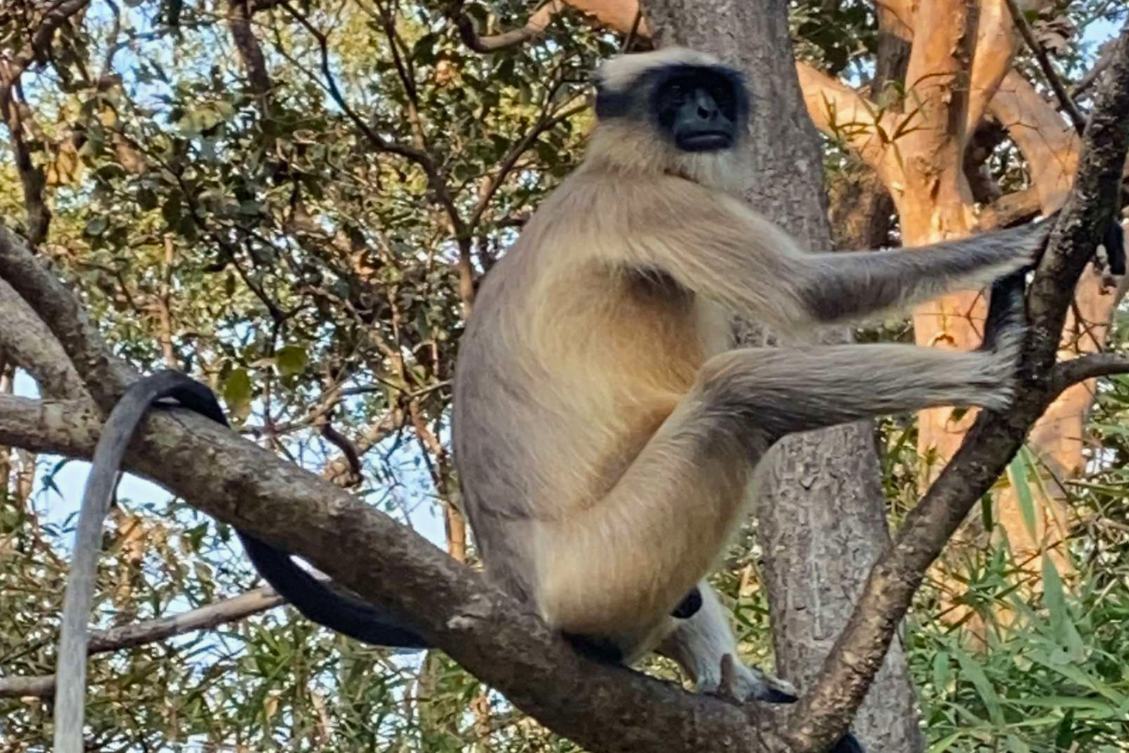 Mumbai Kanheri Caves & Golden Pagoda Temple Tour