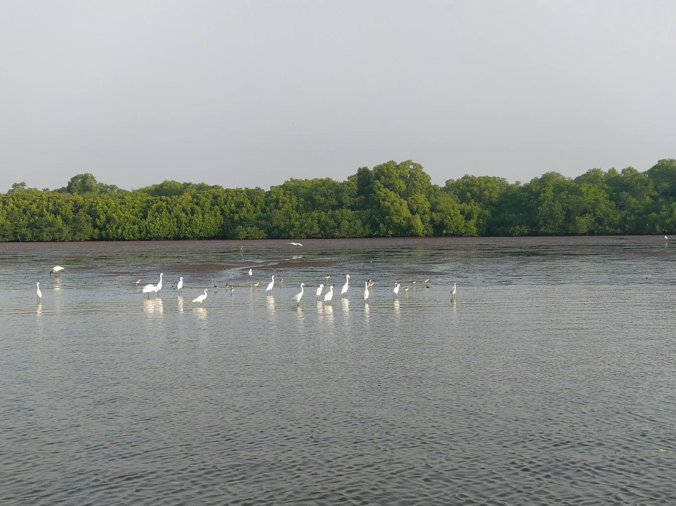 Dr. Salim Ali Bird Sanctuary goa tours